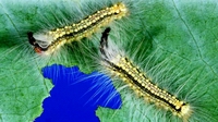 Gum Leaf Skeletoniser caterpillars (image: MAF BNZ website.)